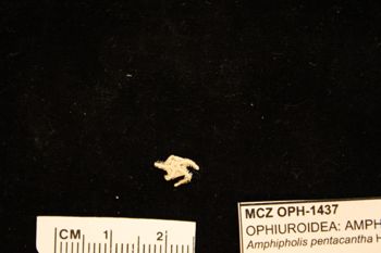 Media type: image;   Invertebrate Zoology OPH-1437